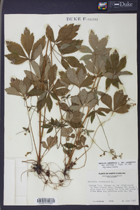 Sanicula canadensis var. canadensis image