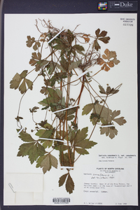 Sanicula canadensis var. canadensis image