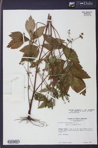 Sanicula canadensis var. canadensis image