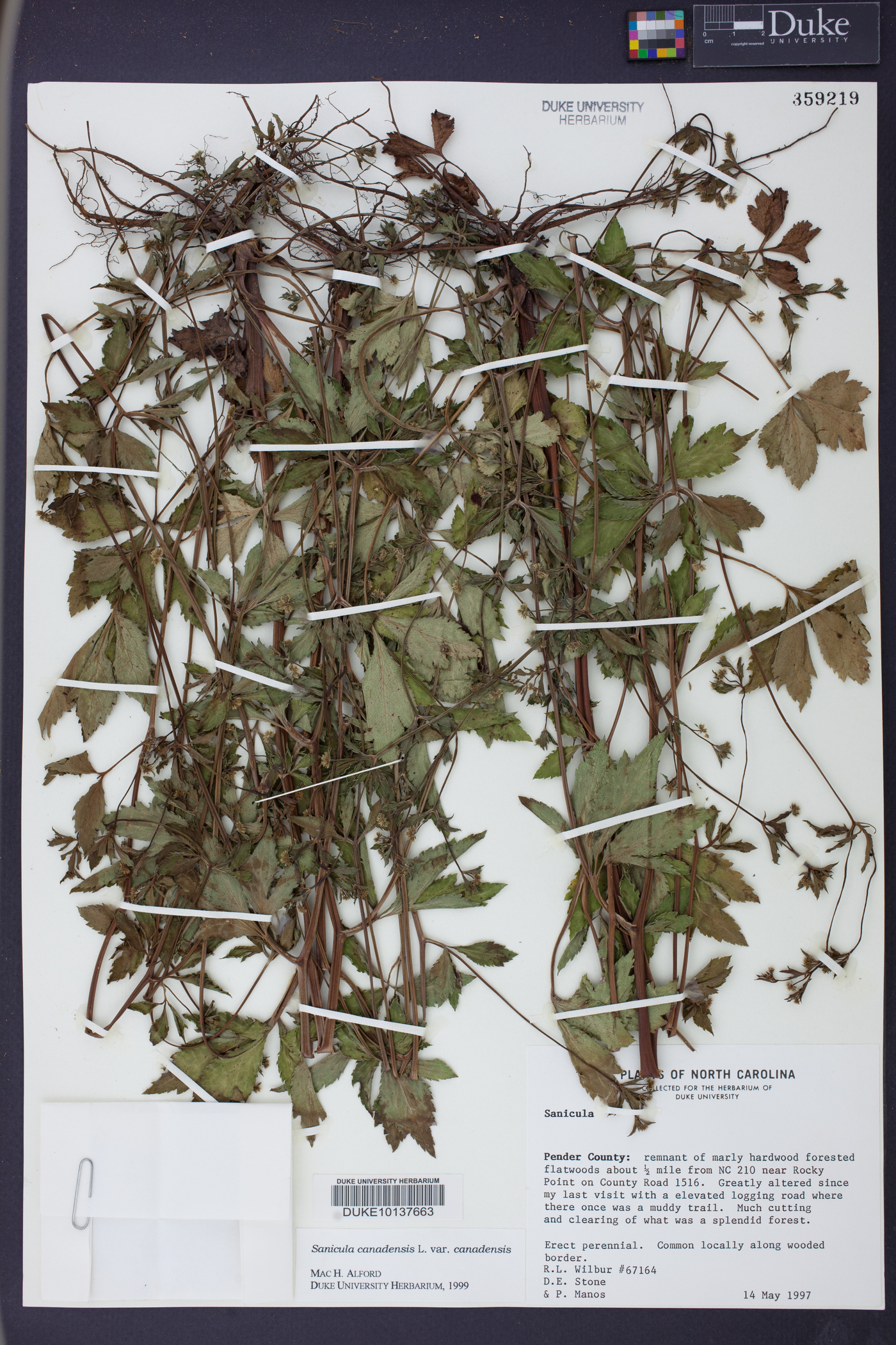 Sanicula canadensis var. canadensis image