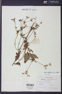 Sanicula canadensis var. canadensis image