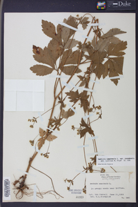 Sanicula canadensis var. canadensis image