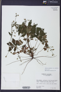 Sanicula canadensis var. canadensis image