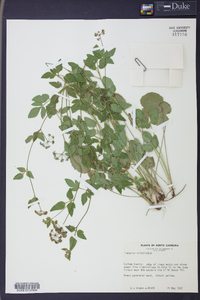 Thaspium trifoliatum image