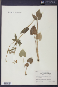 Thaspium trifoliatum image