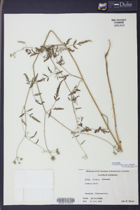 Torilis arvensis subsp. arvensis image