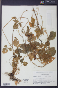 Valeriana scandens image