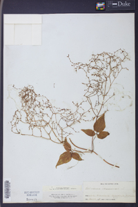 Valeriana scandens image