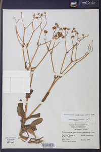 Valerianella patellaria image