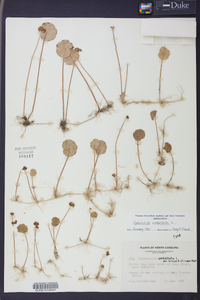 Hydrocotyle umbellata image