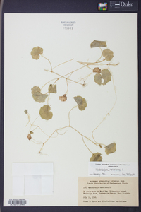 Hydrocotyle americana image