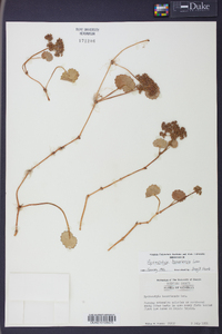 Hydrocotyle bonariensis image