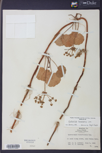 Hydrocotyle bonariensis image