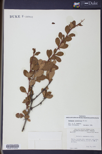 Berberis canadensis image