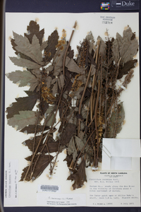 Actaea racemosa image