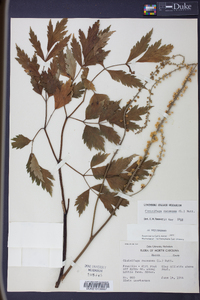 Actaea racemosa image