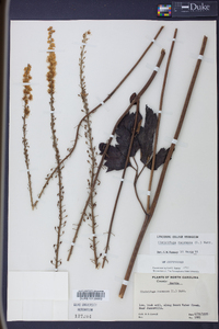 Actaea racemosa image