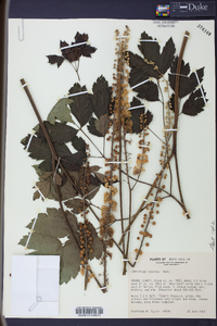 Actaea racemosa image