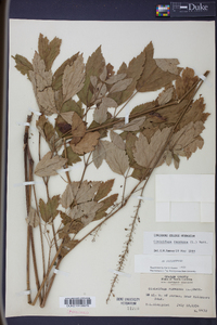 Actaea racemosa image