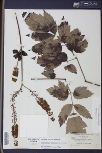 Actaea racemosa image