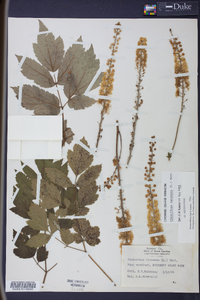 Actaea racemosa image