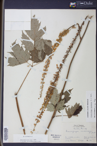 Actaea racemosa image