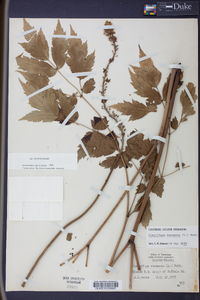 Actaea racemosa image