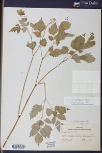 Actaea pachypoda image