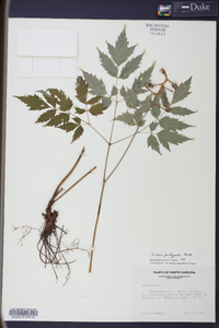 Actaea pachypoda image