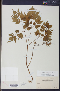 Actaea pachypoda image