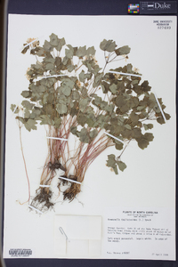 Anemonella thalictroides image