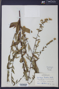 Solidago boottii image