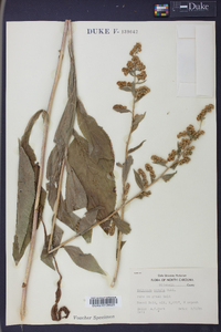 Solidago patula image