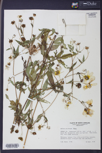 Bidens polylepis image