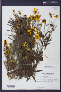 Coreopsis major image