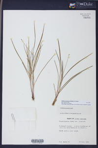 Callisia graminea image