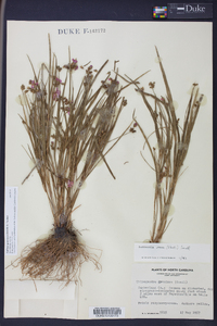 Callisia graminea image