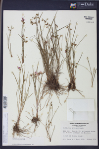 Callisia graminea image