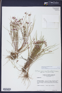 Callisia graminea image