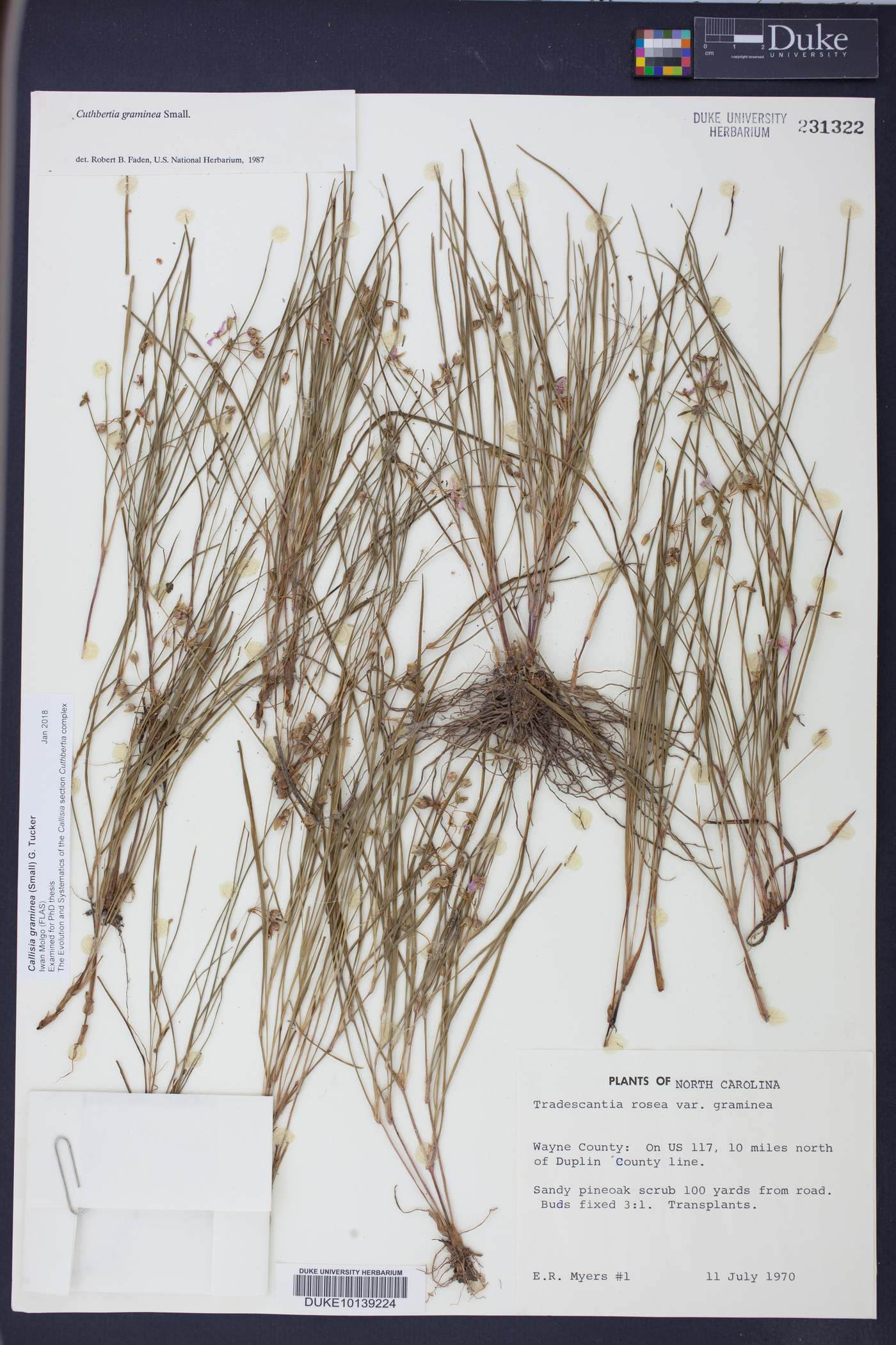 Callisia graminea image