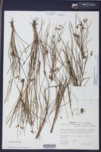 Callisia graminea image