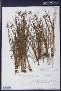 Callisia graminea image