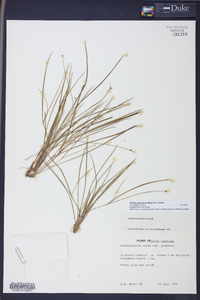 Callisia graminea image