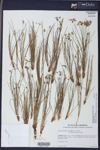 Callisia graminea image