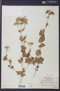 Ageratina aromatica image