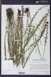 Liatris elegantula image