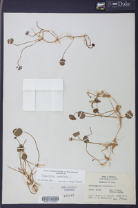 Hydrocotyle umbellata image