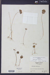 Hydrocotyle umbellata image