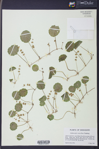 Hydrocotyle verticillata image