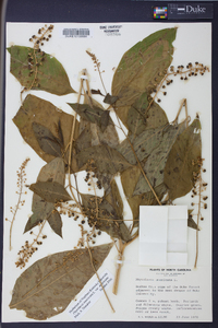 Phytolacca americana var. americana image